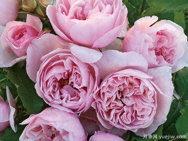 漂亮玉兔月季/优雅长裙月季(图2) 漂亮玉兔月季/优雅长裙月季(图2)