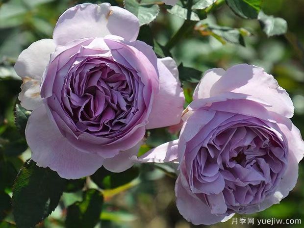 古董怀表月季(图1) 古董怀表月季(图1)