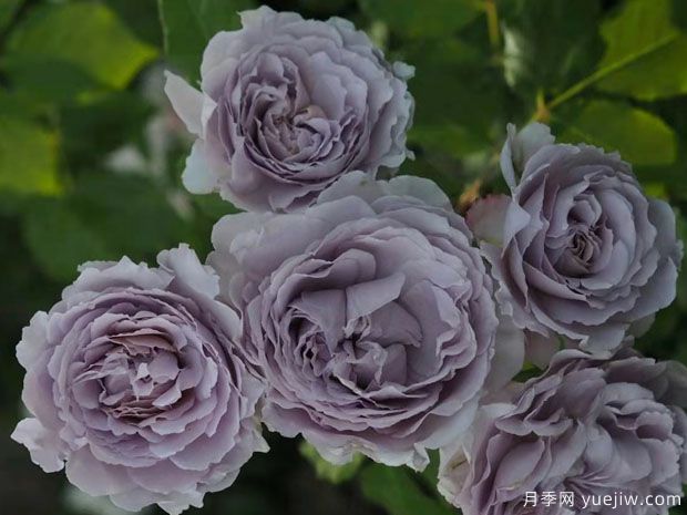 古董怀表月季(图2) 古董怀表月季(图2)