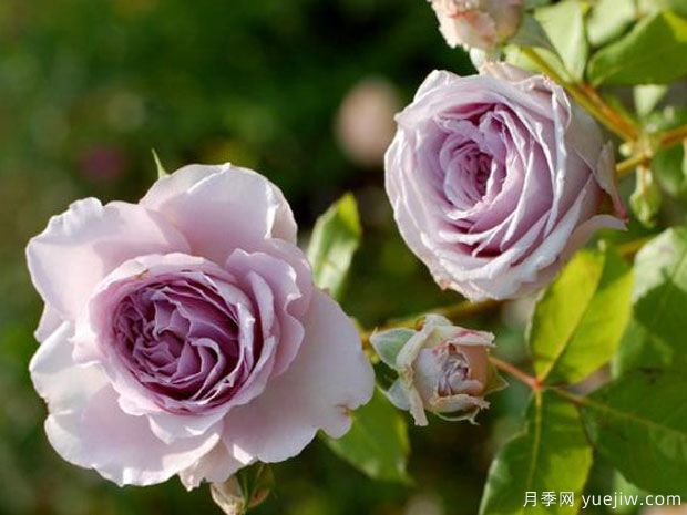 古董怀表月季(图3) 古董怀表月季(图3)