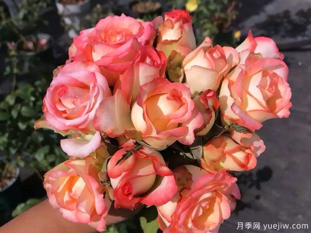 波西米亚月季(图3) 波西米亚月季(图3)