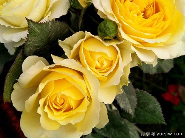 天秤座月季(图3) 天秤座月季(图3)