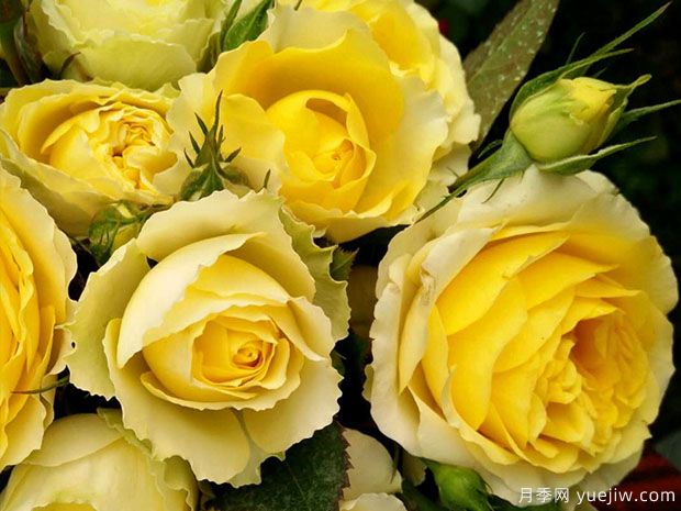 天秤座月季(图1) 天秤座月季(图1)