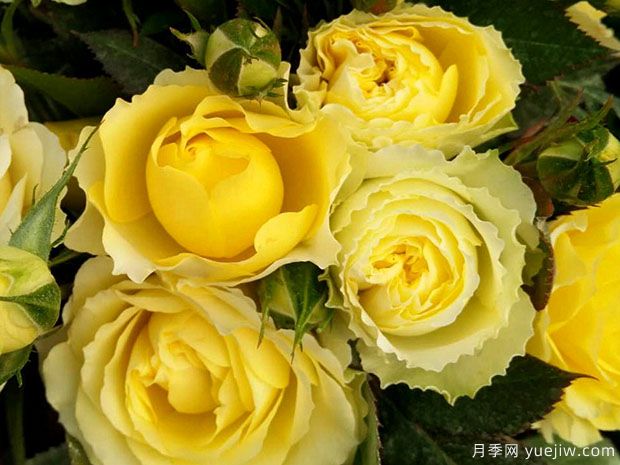 天秤座月季(图2) 天秤座月季(图2)