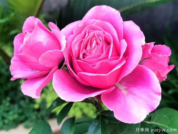 天蝎座月季(图1) 天蝎座月季(图1)