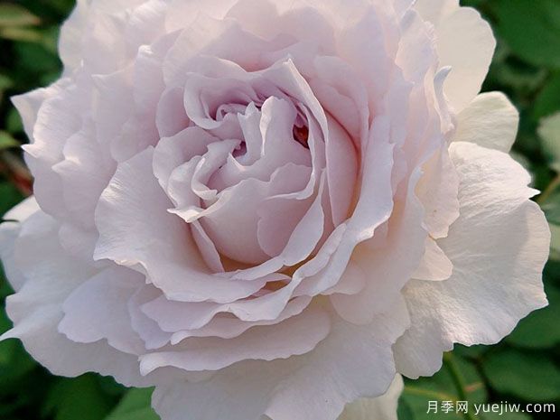 莎菲天使月季的优缺点是什么？(图1)