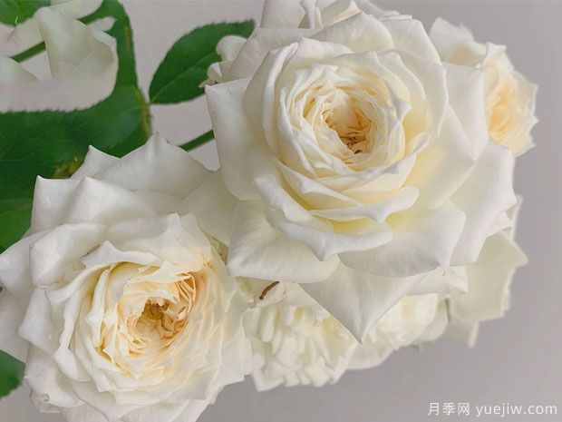 冰雪世界月季(图3) 冰雪世界月季(图3)