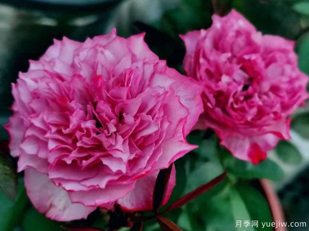 樱花飘月季/希拉里月季(图1) 樱花飘月季/希拉里月季(图1)
