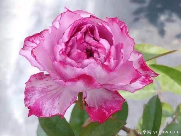 樱花飘月季/希拉里月季(图2) 樱花飘月季/希拉里月季(图2)