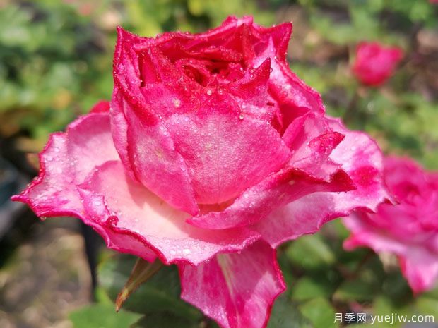 樱花飘月季/希拉里月季(图3) 樱花飘月季/希拉里月季(图3)