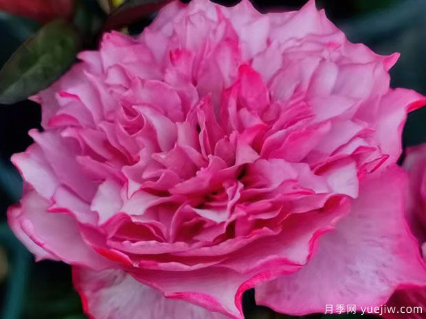 樱花飘月季/希拉里月季(图4) 樱花飘月季/希拉里月季(图4)