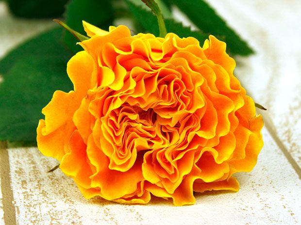 芒果酒吧月季(图3) 芒果酒吧月季(图3)