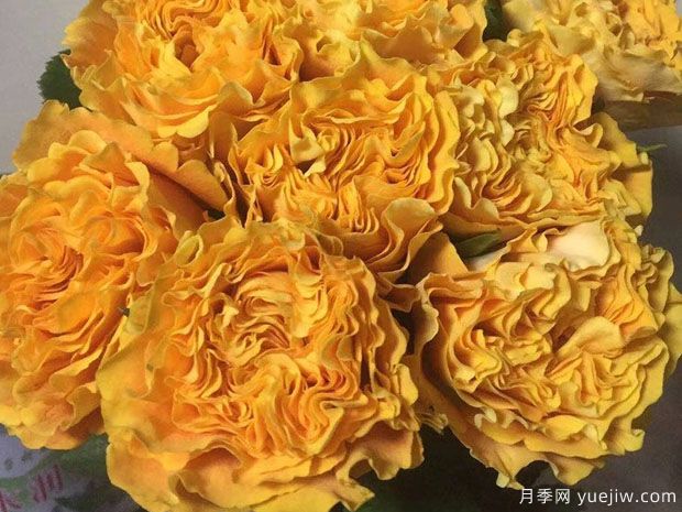 芒果酒吧月季(图4) 芒果酒吧月季(图4)