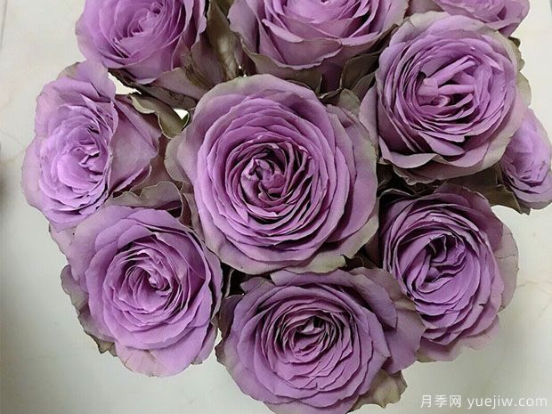 紫荆城月季/紫禁城月季(图1) 紫荆城月季/紫禁城/罗马新娘/皇冠(图1)