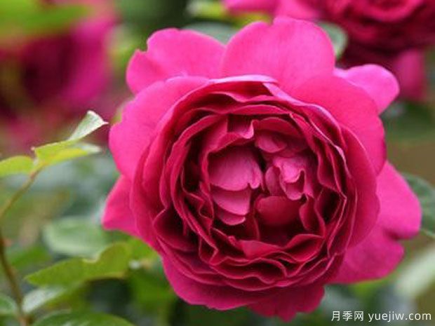 胭脂口红月季/红色果仁糖月季(图3) 胭脂口红月季/红色果仁糖月季(图3)