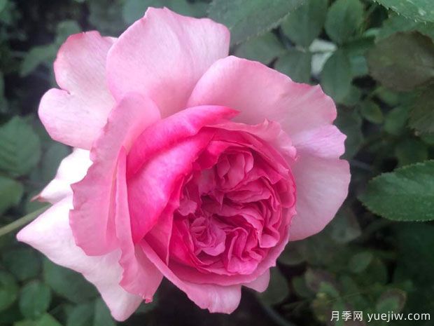 新浅樱桃月季(图1)