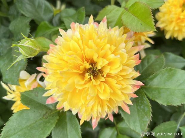 烟花波浪月季/烟花褶边(图4)