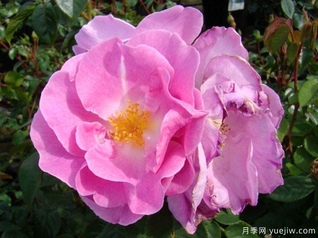 幸运月季(图1) 幸运月季(图1)