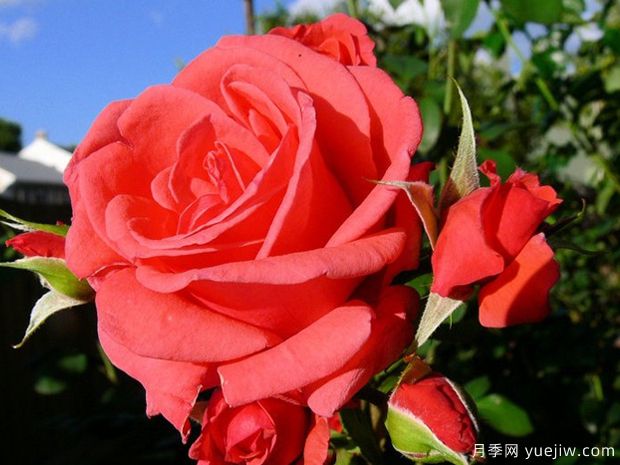 杏醉月季蒙/特苏马月季(图1) 杏醉月季蒙/特苏马月季(图1)