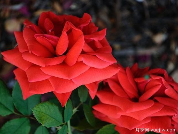 独立月季(图1) 独立月季(图1)