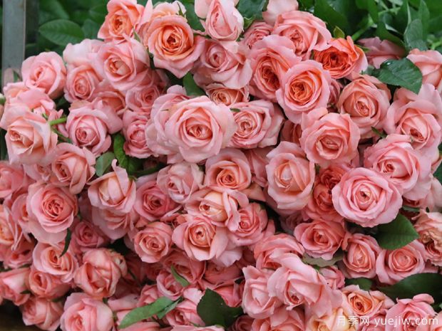 伦敦眼月季(图3)