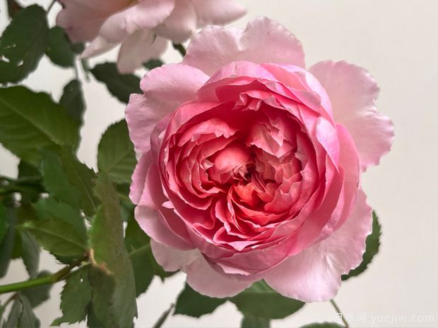 桃染月季的优缺点是什么?(图1) 桃染月季的优缺点是什么?(图1)