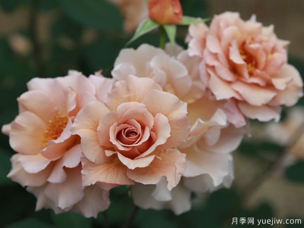 茱莉亚的玫瑰月季/巧克力月季(图4) 朱莉娅玫瑰月季/茱莉亚/巧克力月季(图3)