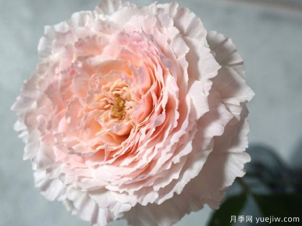 锦绸渺月季/锦绸富力月季(图1) 锦绸渺月季/绵绸富力月季(图1)