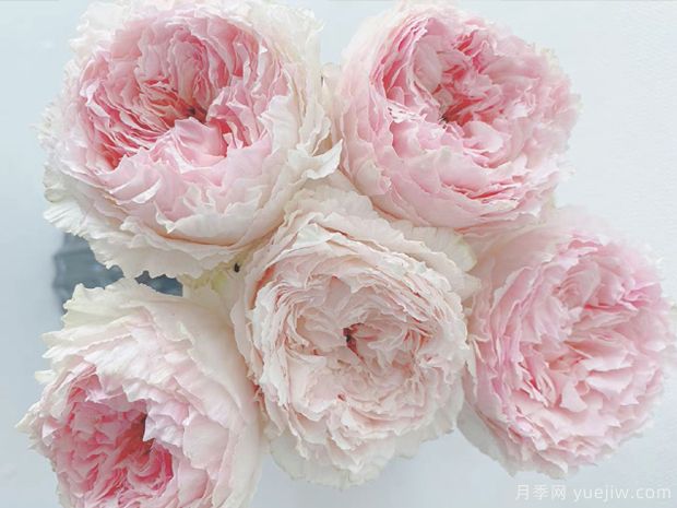 锦绸渺月季/锦绸富力月季(图2) 锦绸渺月季/绵绸富力月季(图2)