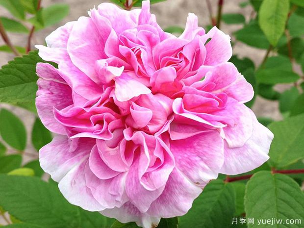 黛莱丝布涅月季(图1) 黛莱丝布涅月季(图1)