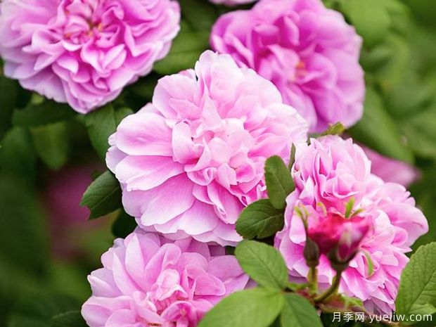 黛莱丝布涅月季(图2) 黛莱丝布涅月季(图2)