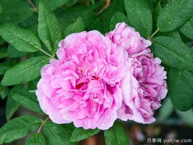 黛莱丝布涅月季(图3) 黛莱丝布涅月季(图3)