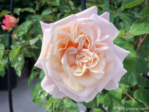 致意亚琛月季(图1) 致意亚琛月季(图1)