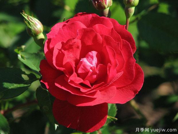 阿德莱德胡列斯月季/阿德莱德赫德莱斯月季(图1) 阿德莱德胡列斯月季/阿德莱德赫德莱斯月季(图1)