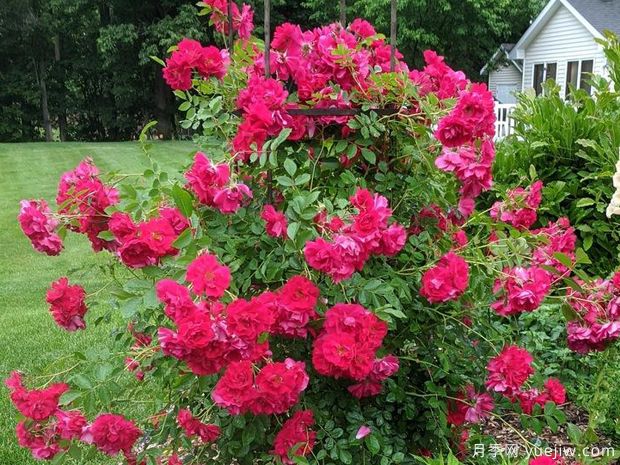 阿德莱德胡列斯月季/阿德莱德赫德莱斯月季(图2) 阿德莱德胡列斯月季/阿德莱德赫德莱斯月季(图2)