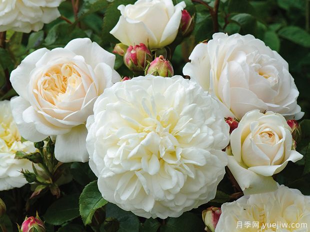 安宁月季/宁静月季(图1) 安宁月季/宁静月季(图1)