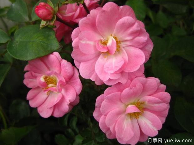 萨汀娜月季/雪云月季(图1)