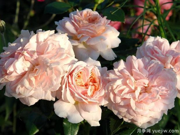 奶油花环月季/奶油门廊月季(图1) 奶油花环月季/奶油门廊月季/生活乐趣月季(图1)