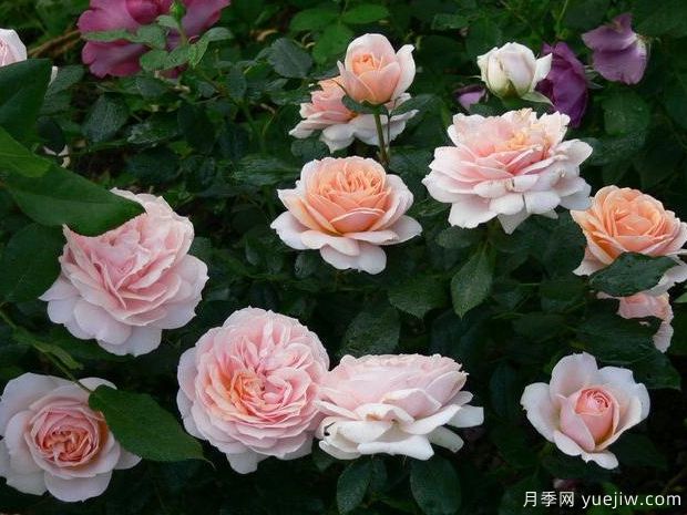 奶油花环月季/奶油门廊月季(图2) 奶油花环月季/奶油门廊月季/生活乐趣月季(图2)