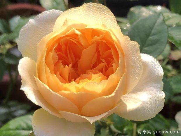 橙色未来月季(图1) 橙色未来月季(图1)