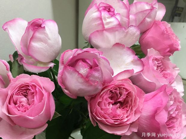 伊芙砂糖艺术月季(图2) 伊芙砂糖艺术月季(图2)