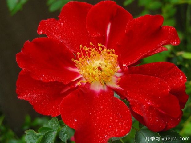 歌剧魅影月季/幻影月季(图1) 歌剧魅影月季/幻影月季(图1)