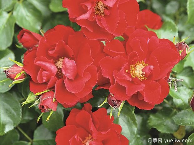 斗牛士月季(图1) 斗牛士月季(图1)