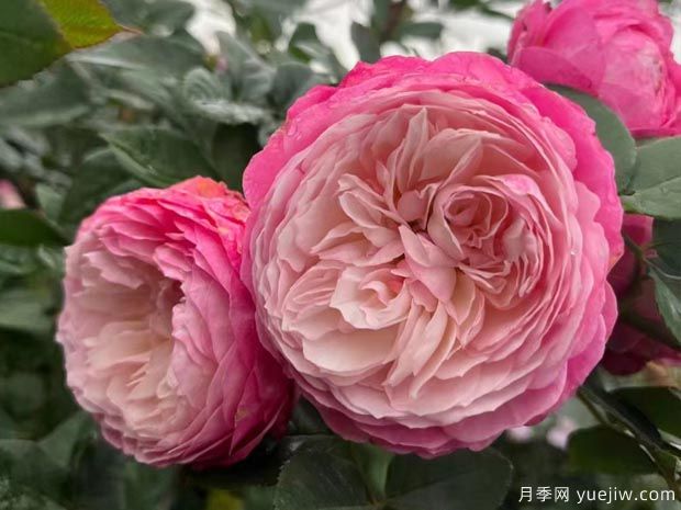 康斯坦茨月季(图1)