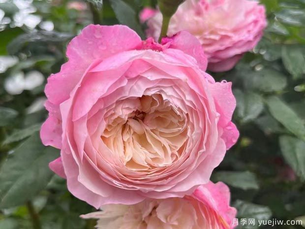 康斯坦茨月季(图4)