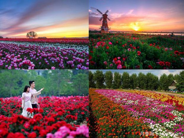 沧州月季市花文化和景观图集(图1)