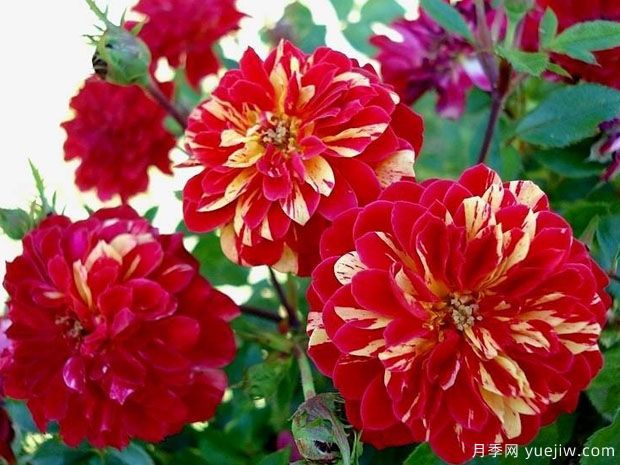 发夹月季(图1) 发夹月季(图1)