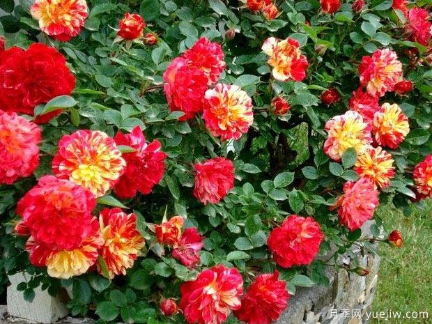 发夹月季(图4) 发夹月季(图4)