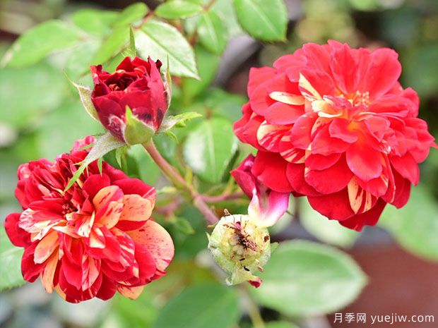 发夹月季(图3) 发夹月季(图3)