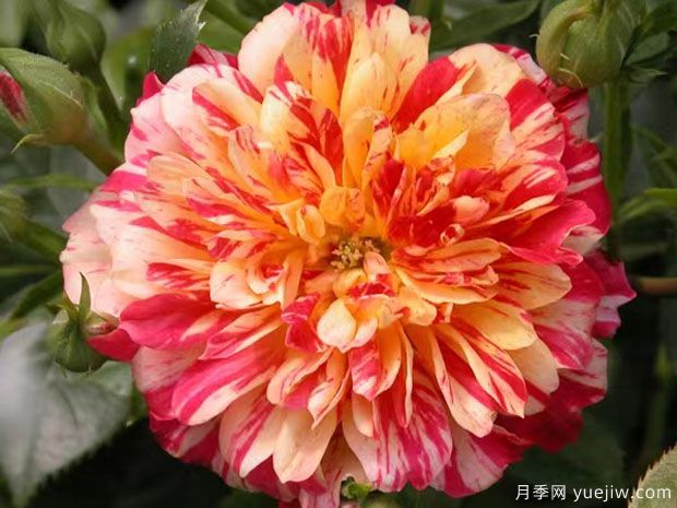 发夹月季(图2) 发夹月季(图2)